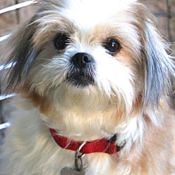 Thumbnail photo of Suki  - pending adoption #3