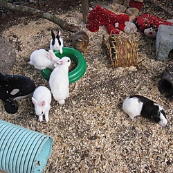 Thumbnail photo of Guinea pigs(4M & 2F) #3