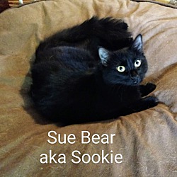 Thumbnail photo of SOOKIE "Sue Bear" #3