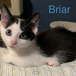 Thumbnail photo of Briar #2