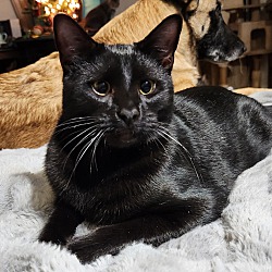 bonded pet photo