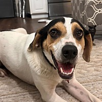 adopt a pet