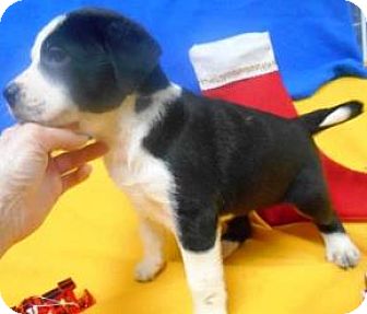 Bartonsville Pa Greater Swiss Mountain Dog Meet Lana A Pet For Adoption