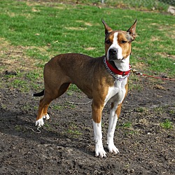 Thumbnail photo of Harper-Adopted! #3