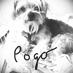Thumbnail photo of POGO #2