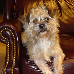 Thumbnail photo of BOOMER LOVABLE LAP DOG #4