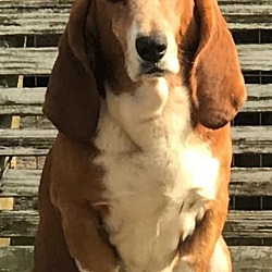 Basset Buddies Rescue Of Texas In Houston Texas