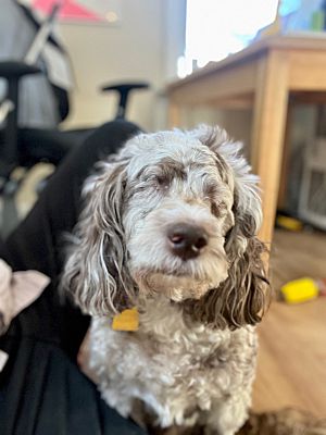 Boothwyn PA Cockapoo. Meet Kobi adoption pending a Pet for