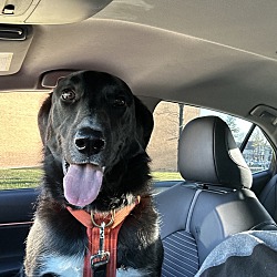 Photo of Beau 