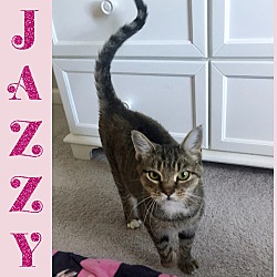 Thumbnail photo of Jazzy #2