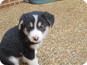 husky mix puppies for adoption