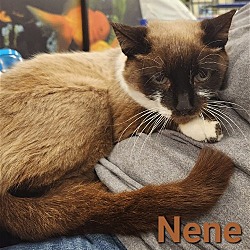 Photo of Nene