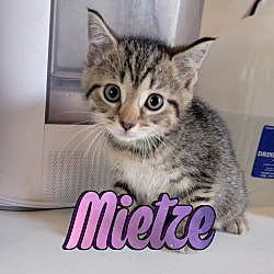 Photo of Mietze
