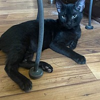 adopt a pet