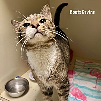 adopt a pet