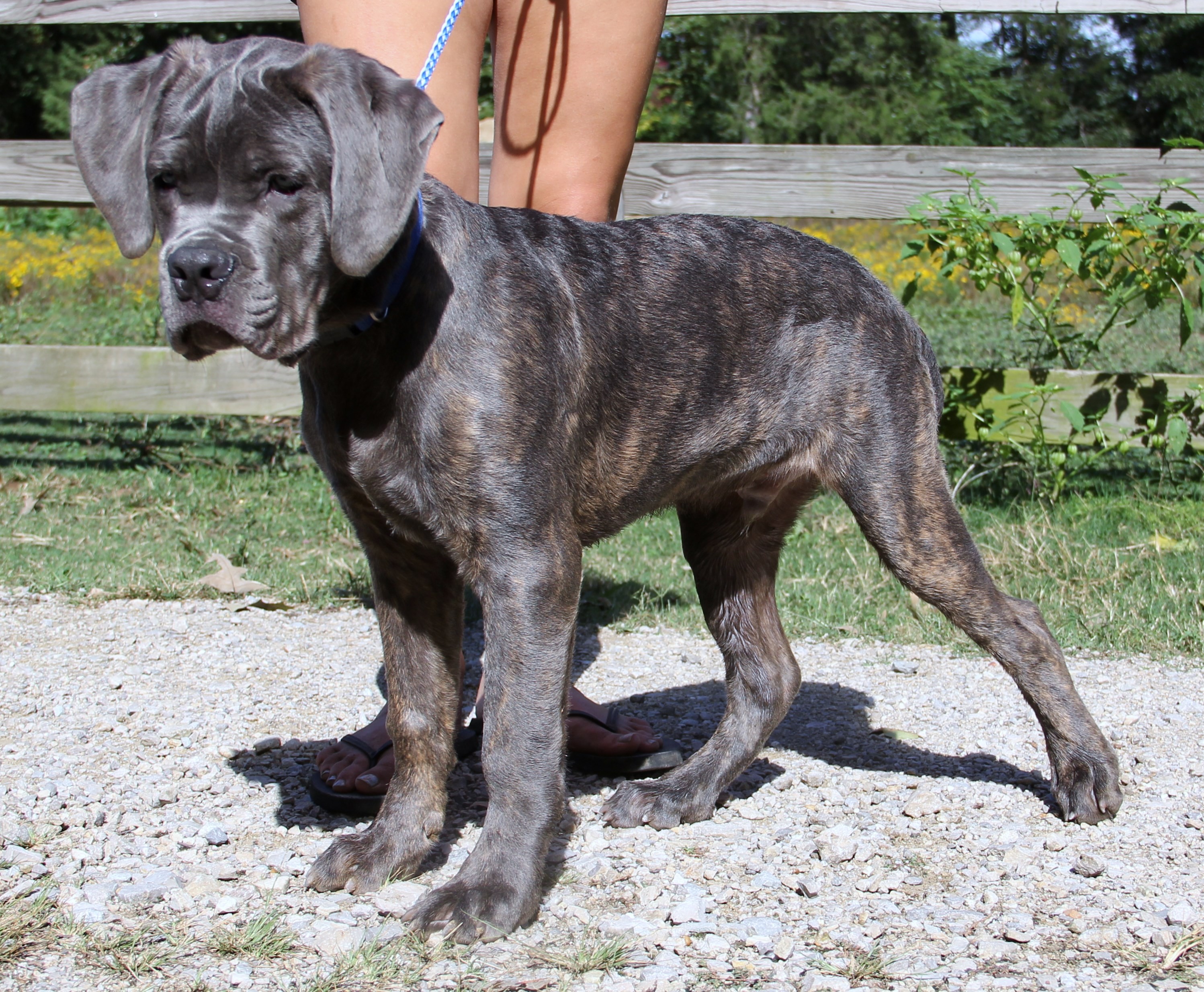 150 lb cane corso