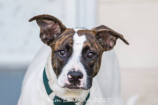 can a american staffordshire terrier and a australian cattle dog be friends