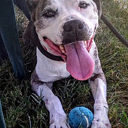 bonded pet photo