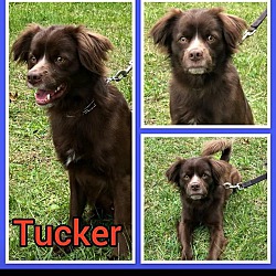 Photo of Tucker