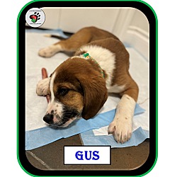 Thumbnail photo of Gus - The "G" Litter #4