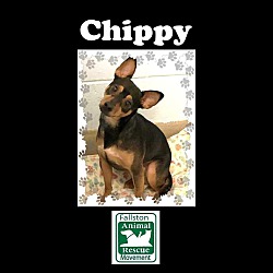 Photo of Chippy