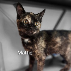 Thumbnail photo of Mattie #1