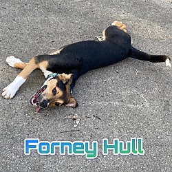 Thumbnail photo of Forney Hull #1