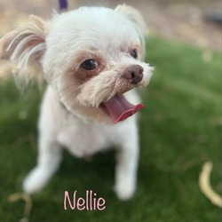 Thumbnail photo of Nellie #3