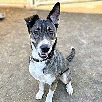 adopt a pet