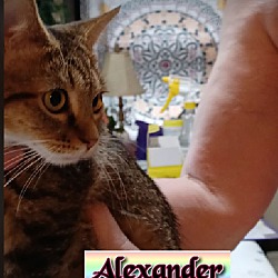 Photo of Alexander
