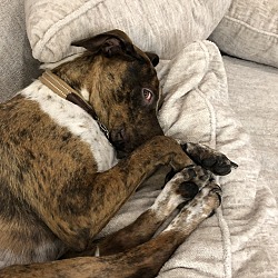 Photo of Chai 