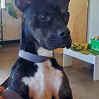adopt a pet