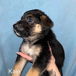 Photo of Kale (pending adoption)