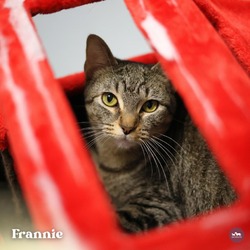 Thumbnail photo of Frannie #3