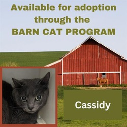 Photo of CASSIDY BARN CAT