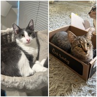 adopt a pet