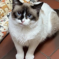 adopt a pet