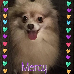 Thumbnail photo of Mercy #1