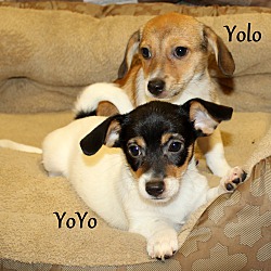 Thumbnail photo of YoYo~adopted! #3