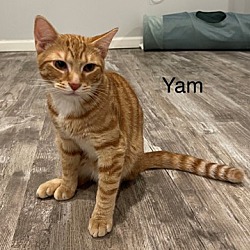 Photo of Yam
