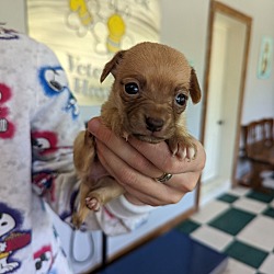 Thumbnail photo of Hoarder mom 1's pup: Smidge #2