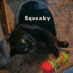 Thumbnail photo of Squeaky #3