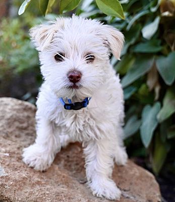 Palo Alto, CA - Maltese/Miniature Schnauzer. Meet Mushroom: Truffle a ...