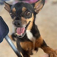 adopt a pet