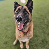 adopt a pet