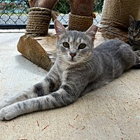 adopt a pet