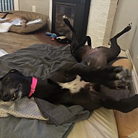 adopt a pet