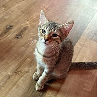 adopt-pet