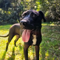 adopt a pet