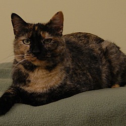 Thumbnail photo of Maggie - Foster-to-adopt #2